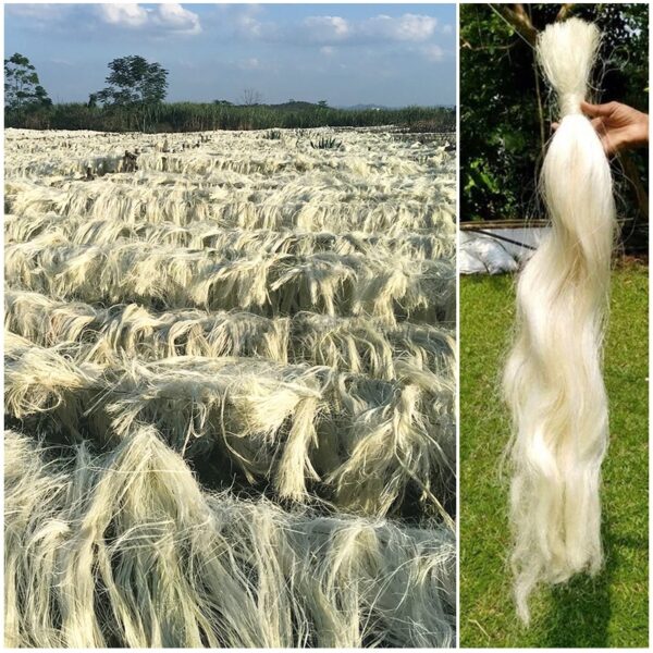 Raw Fiber UG SSUG Sisal Fiber We Can Supply from China & Brazil & Tanzania & Kenya & Madagascar & Mozambique - Image 2