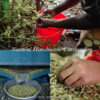 Wholesale Private Label Bulk Hari Elachi Green Big Real Cardamom 8mm Natural Loose High Quality Herbal Spice - Image 3