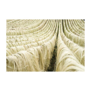 100% Natural Sisal Fiber bulk price High quality sisal fiber