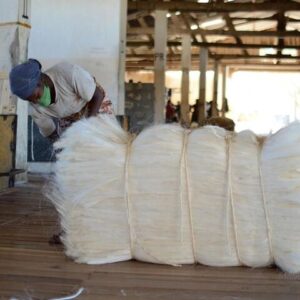 Sisal Fiber High Quality Sisal Fiber Buy Wholesale Sisal Fiber