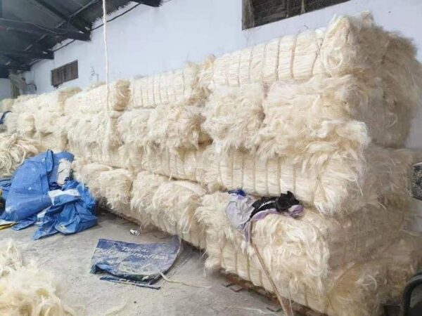 Sisal Fiber Raw Material and Sisal in Bulk for Export Fibre with special Feature of Sun Dried Sisal Fiber at Wholesale Prices - Image 6