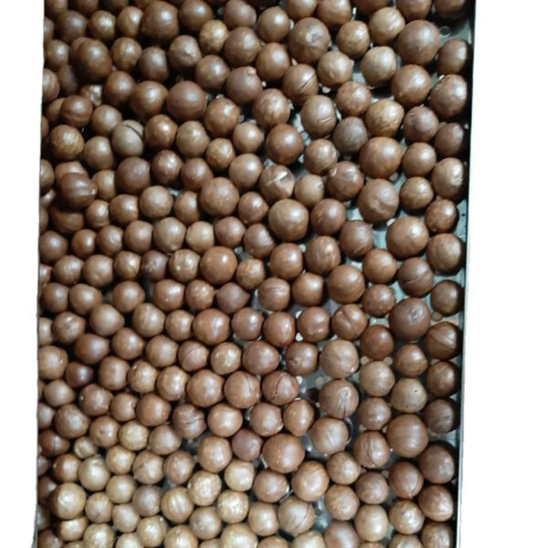 High quality Macadamia Nuts with Shell and Cashew From Vietnam For EU Market