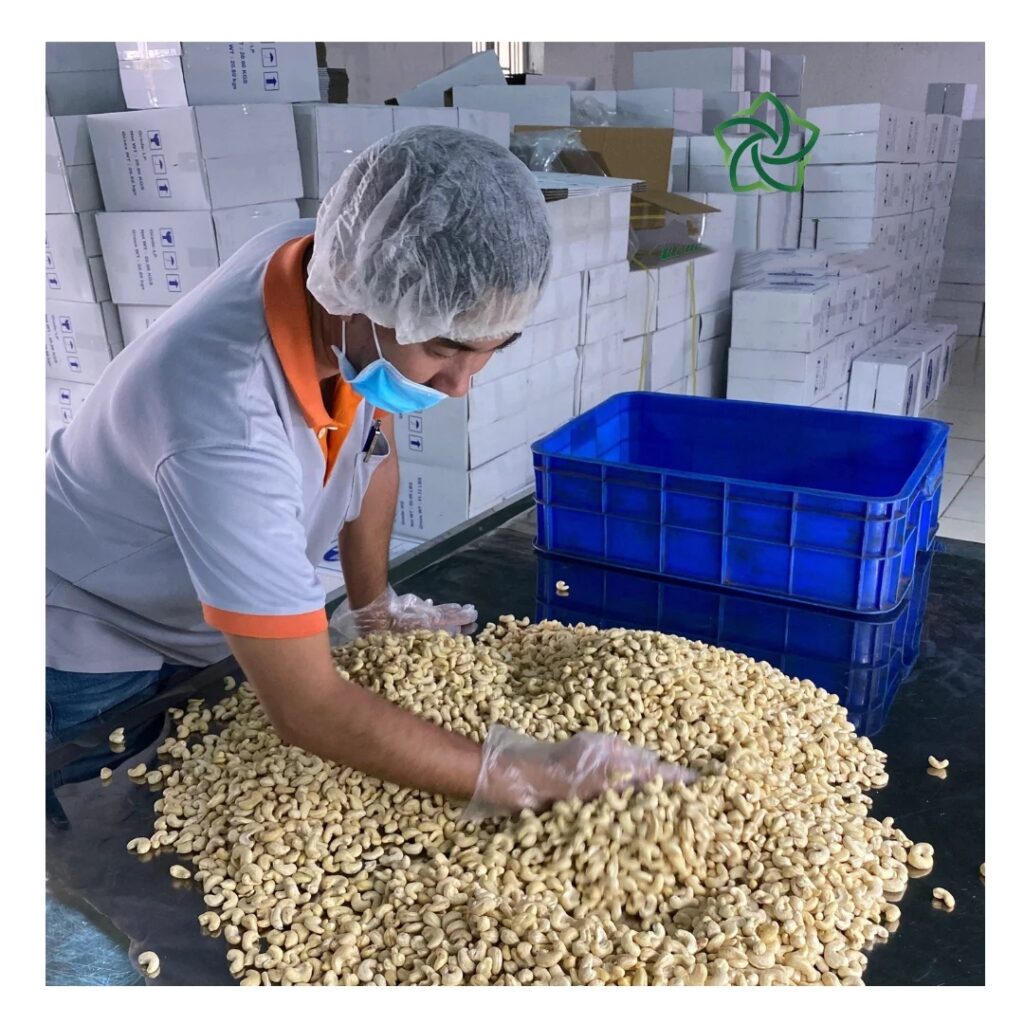High Quality Cashew Nuts Cashew W180- W240- W320- W450 Cashew without shell cheap price From Vietnam