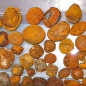 Supplier Of OX gallstones