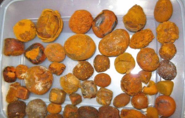 Supplier Of OX gallstones