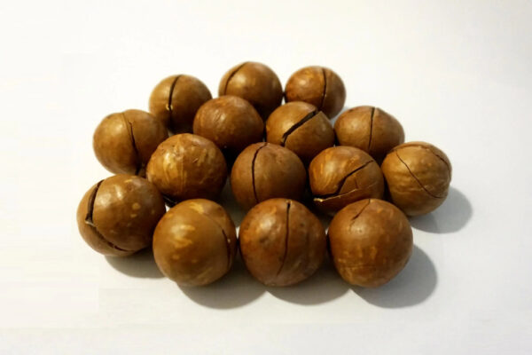 High quality Macadamia Nuts with Shell and Cashew From Vietnam For EU Market - Image 2