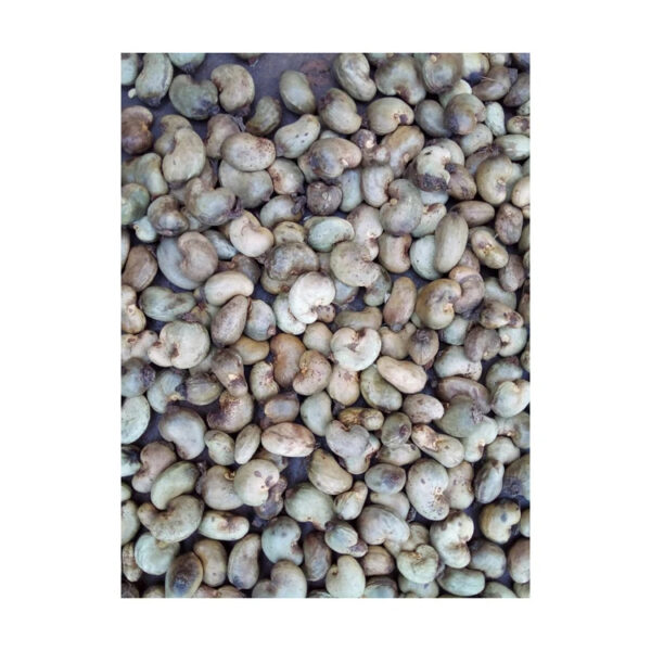 Cheap Price Kernel Organic Quality Cashews Nut Supplier Offers Benin Raw Cashew Nuts In Shell - Image 2