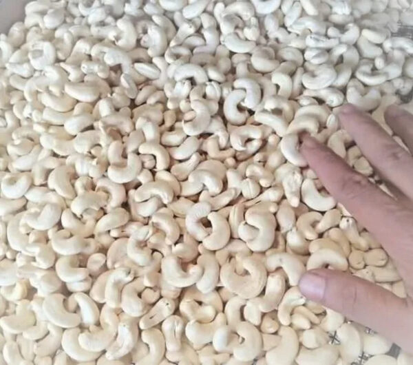 Cashew Nuts WW450 W180/ W320/ W240/ LP/ SP good material for EU quality AFI standard - Image 2