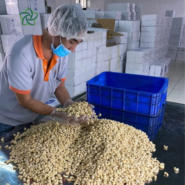 High Quality Cashew Nuts Cashew W180- W240- W320- W450 Cashew without shell cheap price From Vietnam - Image 2