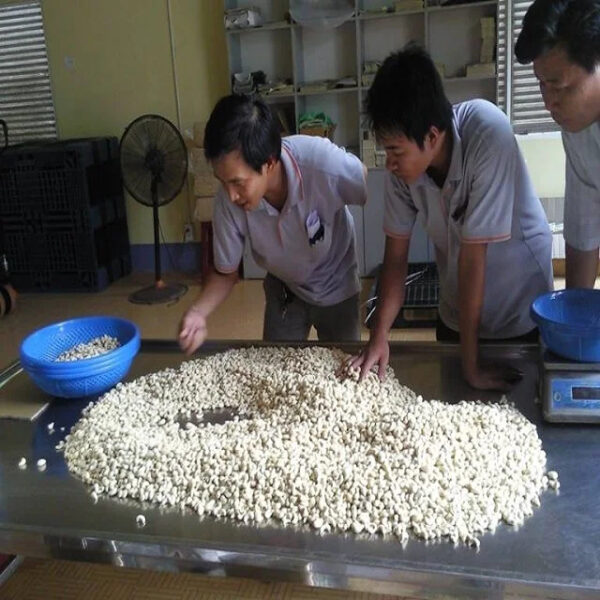 Cheapest VIETNAM CASHEW NUTS  HIGH QUALITY COMPETITIVE PRICE CROP 2024 original Binh Phuoc - Image 3