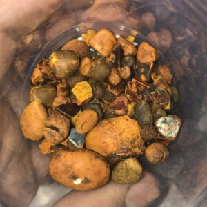 cow gallstones cattle gallstones Calculus bovis or Bezoar Bolus