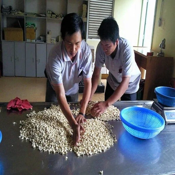 Cheapest VIETNAM CASHEW NUTS  HIGH QUALITY COMPETITIVE PRICE CROP 2024 original Binh Phuoc - Image 4