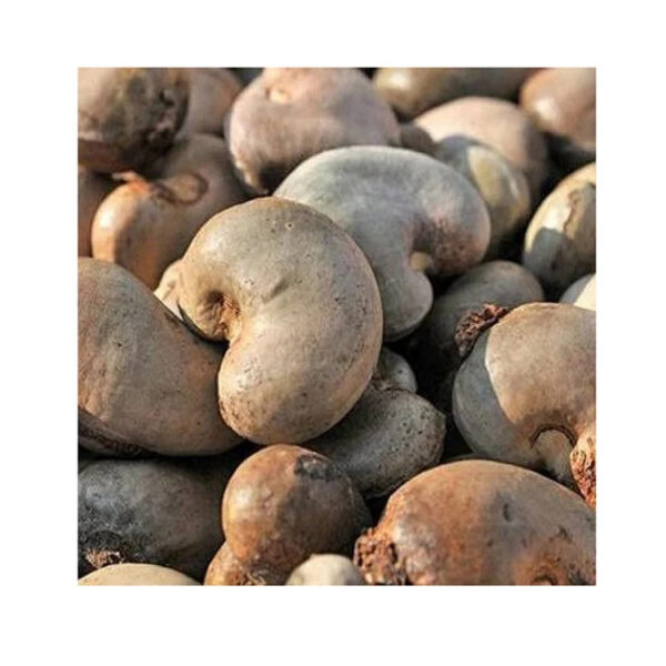 Cheap Price Kernel Organic Quality Cashews Nut Supplier Offers Benin Raw Cashew Nuts In Shell - Image 5