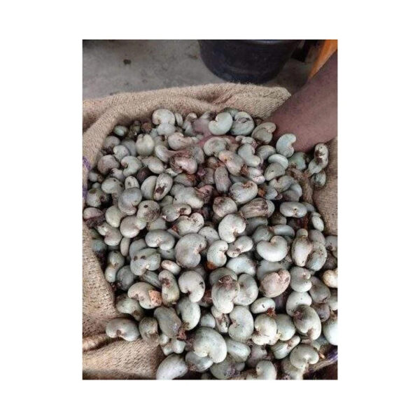 Cheap Price Kernel Organic Quality Cashews Nut Supplier Offers Benin Raw Cashew Nuts In Shell - Image 6