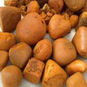 Brown Cattle Gallstones