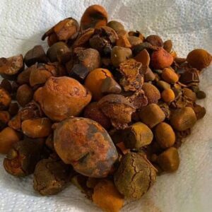 Buy Ox Gallstones Cattle Gallstones Cow Gallstones at cheaper price