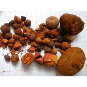 Best Quality Ox Gallstones