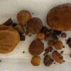 cow gallstones cattle gallstones Calculus bovis or Bezoar Bolus