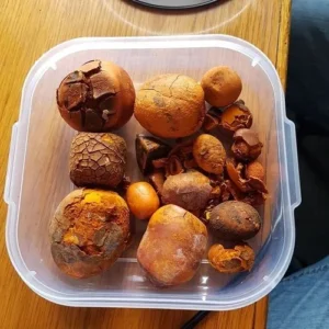 Yellow Dried Cow Gallstones