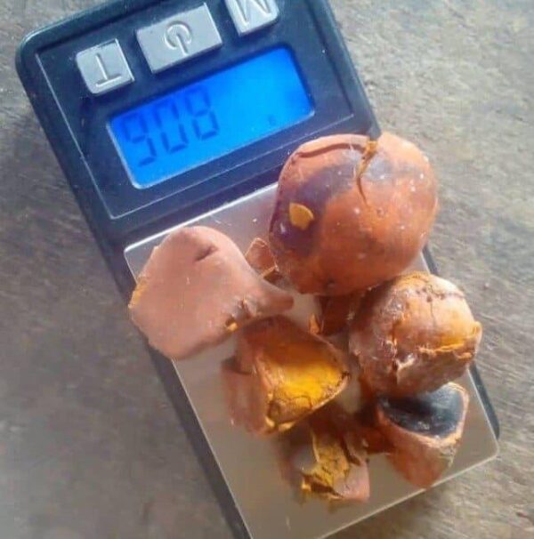 Ox Cow Gallstone Supplier