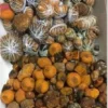 Ox And Cow Gallstones for good price - Image 3