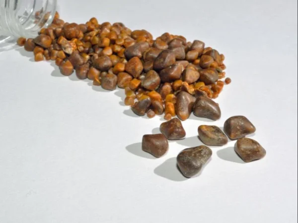 Ox Gallstones Cattle Gallstones at affordable price - Image 9