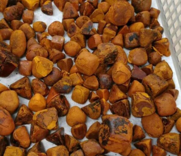 Ox Cow Cattle Gallstones For Medicine Certification Iso Certified