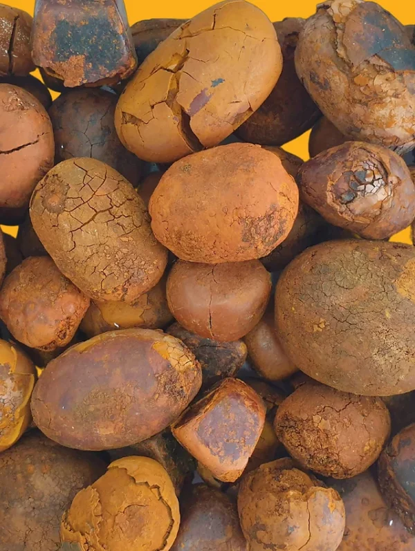 Red Ox Gallstones Cattle