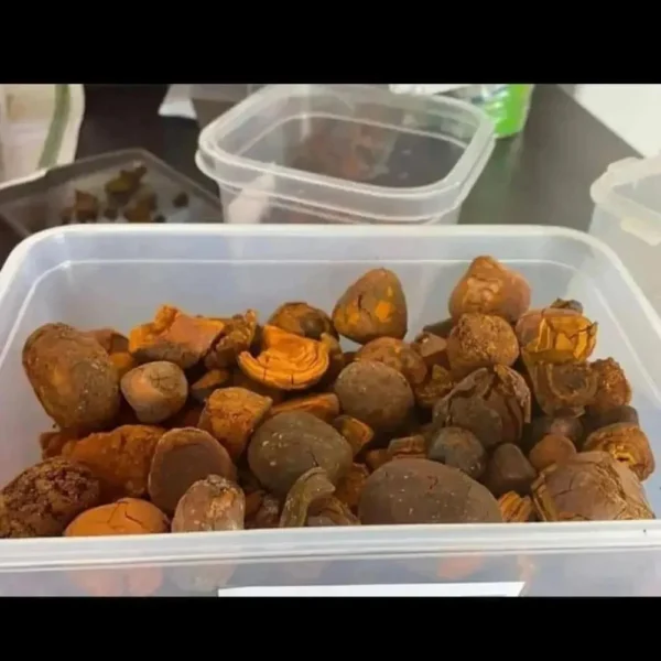 Ox Gallstones Cattle Gallstones Cow Gallstones - Image 4