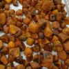 Affordable Cow Ox Gallstones for sale - Image 2