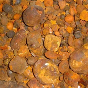 Ox Gallstones