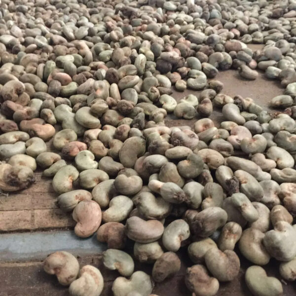 Cheap Raw cashew nuts for export at affordable prices