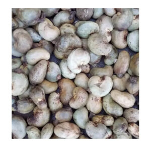 Cashew Nuts Raw With Shell W180 Fast Delivery OEM/ODM Packaging Vacuum Beal bags Good Price