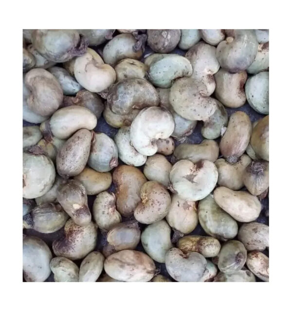 Cashew Nuts Raw With Shell W180 Fast Delivery OEM/ODM Packaging Vacuum Beal bags Good Price