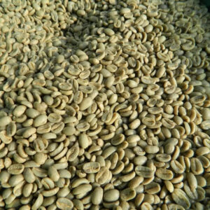 Coffee Green Beans 100% Robusta Sr13/Sr16/Sr18