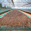 Robusta Green Coffee beans Premium Vietnamese Robusta Green Coffee Beans with 98% Maturity Honey Process New Crop 2023-2024 - Image 2