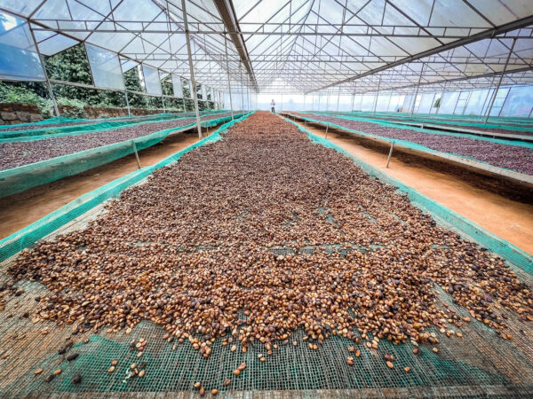 Robusta Green Coffee beans Premium Vietnamese Robusta Green Coffee Beans with 98% Maturity Honey Process New Crop 2023-2024 - Image 2