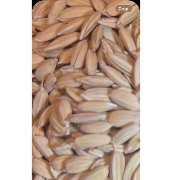 Top Quality Goodness Enrich Medium Grain Calrose Japonica Rice Wholesale Price Healthy Calrose Japonica Rice USA Grown - Image 2