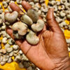 Cashew Nuts BEST PRICE of Cashew Nuts Raw Cashews low price - Image 3