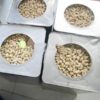 VIET NAM CASHEW NUTS GOOD PRICE MEET EXPORT STANDARD ALL MARKET - Image 3