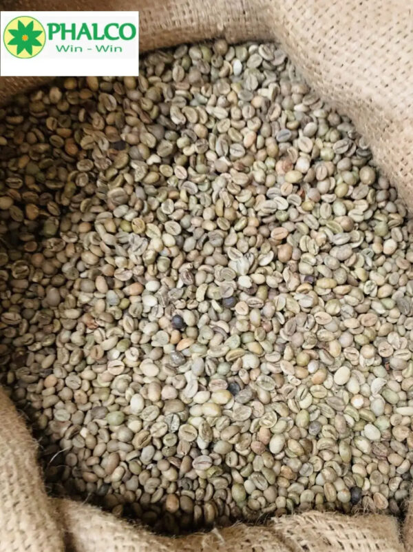 Premium Organic Vietnamese Robusta Green Coffee Beans Whole Pattern Roasted and Raw Processing Bulk Packaged - Image 4