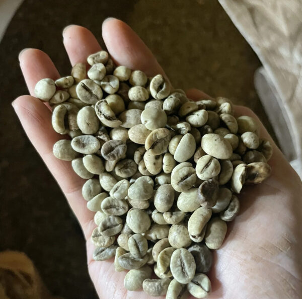 Free sample top quality green beans coffee Robusta/Arabica Green Coffee Beans from Reliable Vietnam Supplier - Image 4