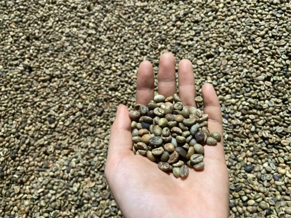 Premium Organic Vietnamese Robusta Green Coffee Beans Whole Pattern Roasted and Raw Processing Bulk Packaged - Image 5