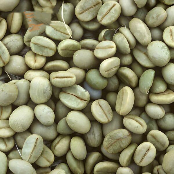 Green Coffee Beans Robusta Wholesale 25 Kg Bags Unprocessed Coffee Bean With Fast Shipments - Image 5