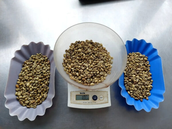 Free sample top quality green beans coffee Robusta/Arabica Green Coffee Beans from Reliable Vietnam Supplier - Image 5