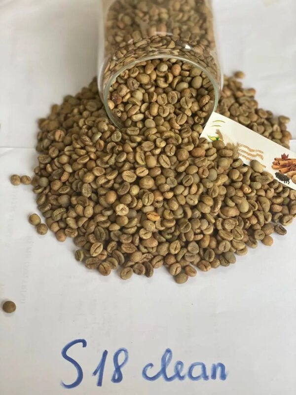 Coffee Green Beans 100% Robusta Sr13/Sr16/Sr18 - Image 6