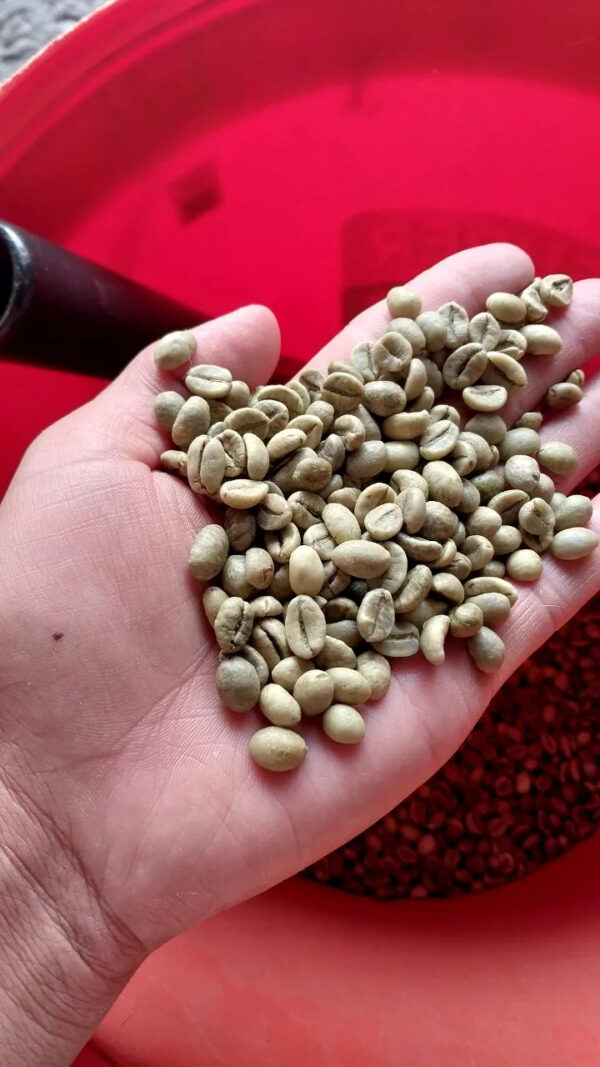 Free sample top quality green beans coffee Robusta/Arabica Green Coffee Beans from Reliable Vietnam Supplier - Image 6