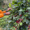 Robusta Green Coffee beans Premium Vietnamese Robusta Green Coffee Beans with 98% Maturity Honey Process New Crop 2023-2024 - Image 5