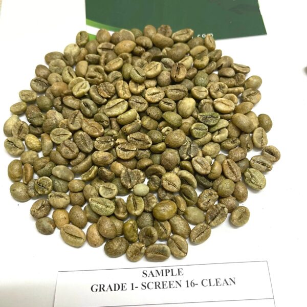 Hot Selling Robusta Green Coffee Beans Vietnam Origin High Quality Reasonable Price - Image 6