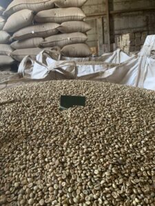 Hot Selling Robusta Green Coffee Beans Vietnam Origin High Quality Reasonable Price